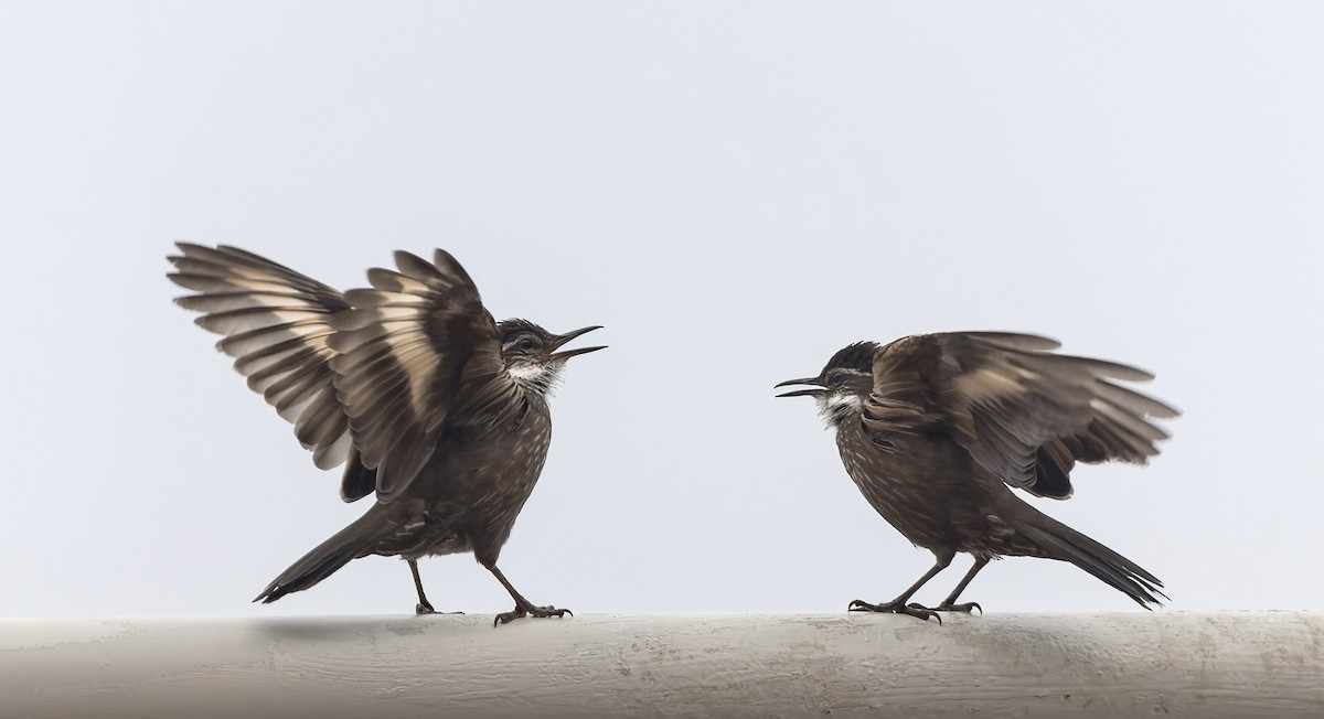 Seaside Cinclodes - ML646561172