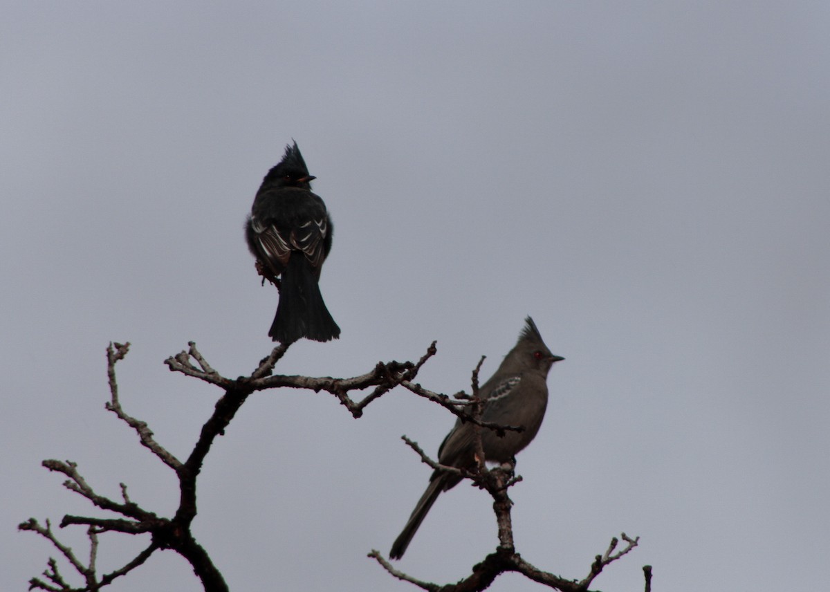 Phainopepla - ML646561176