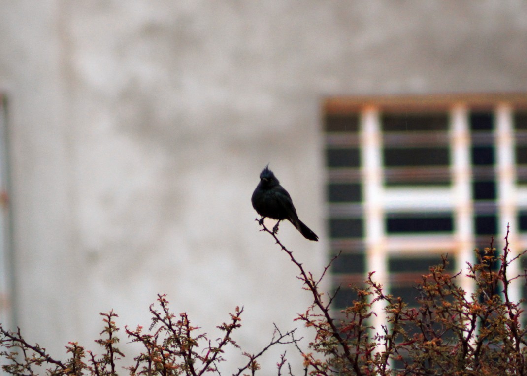 Phainopepla - ML646561177