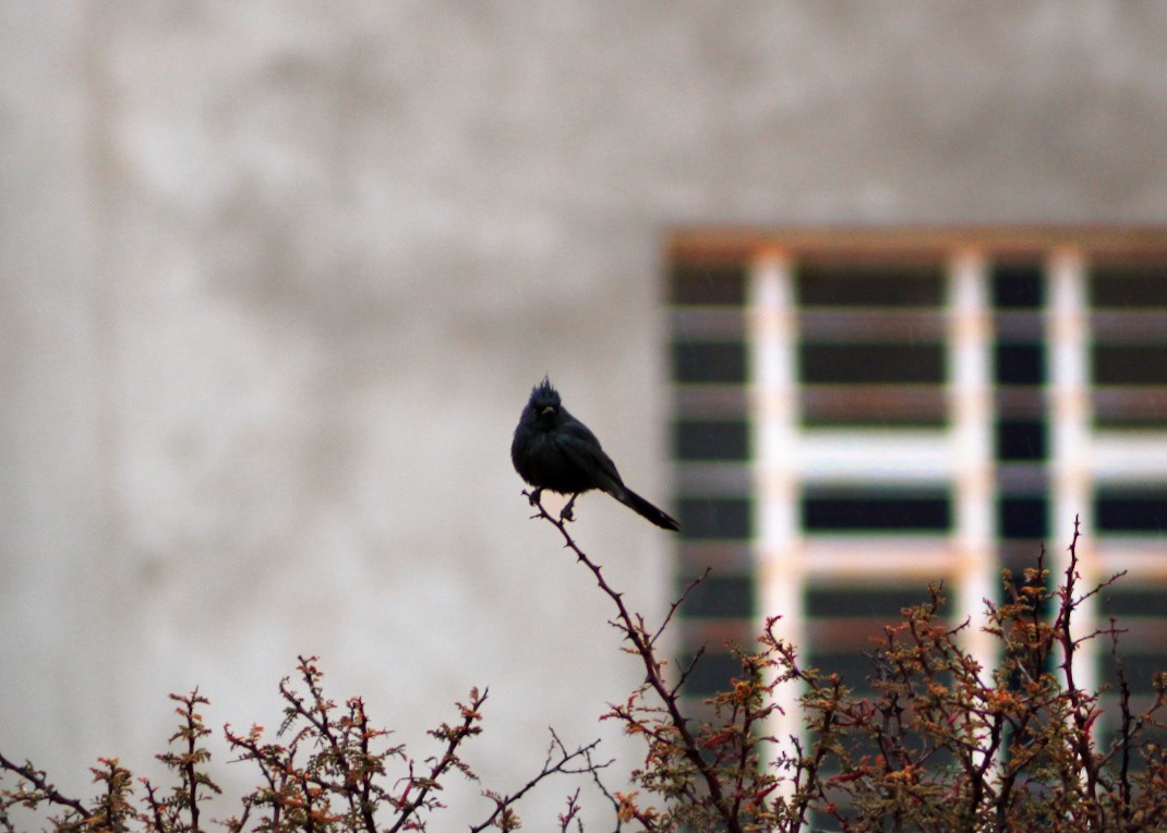 Phainopepla - ML646561178