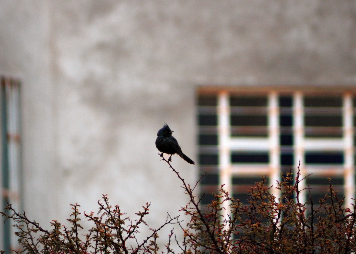 Phainopepla - ML646561179