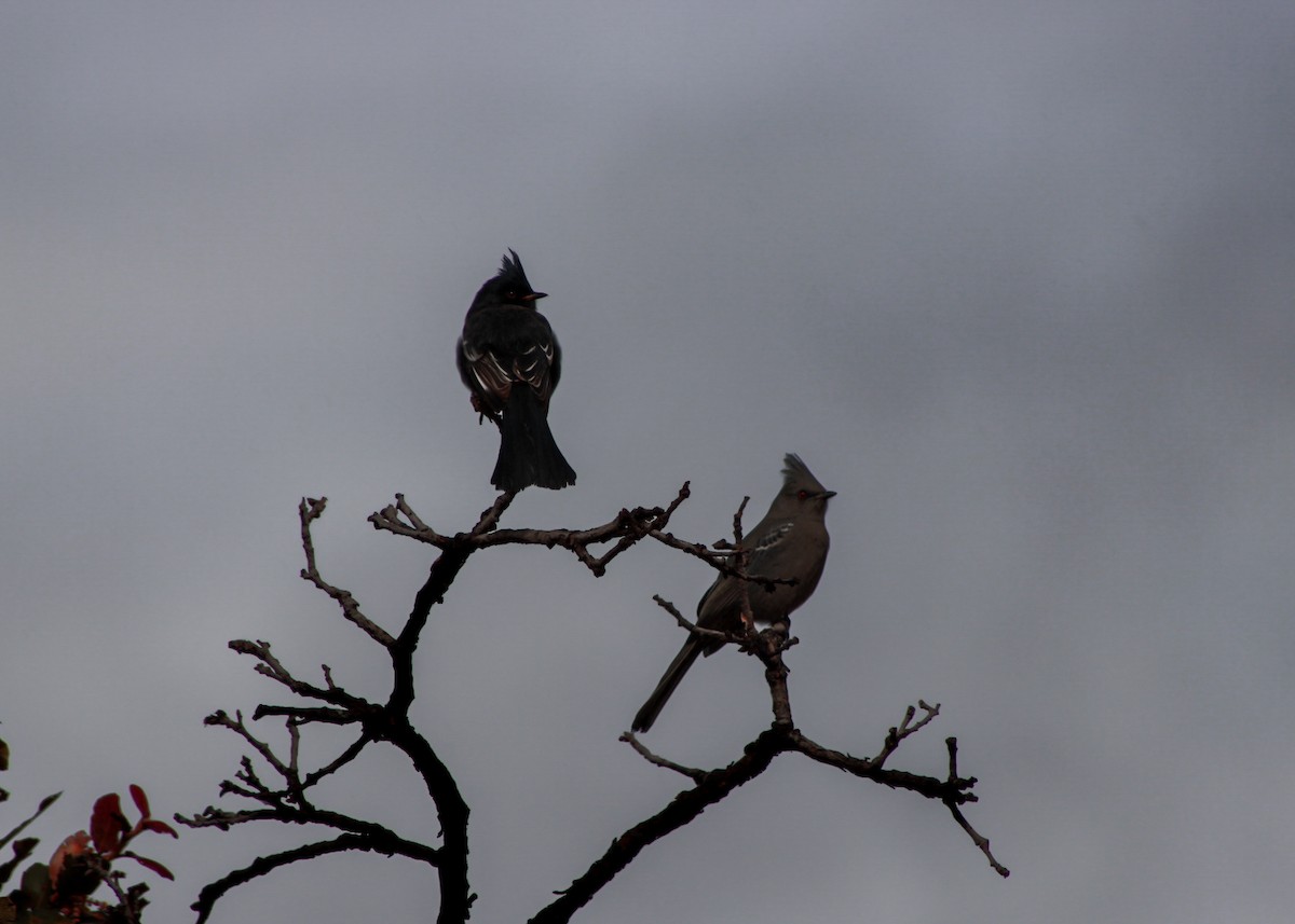 Phainopepla - ML646561180