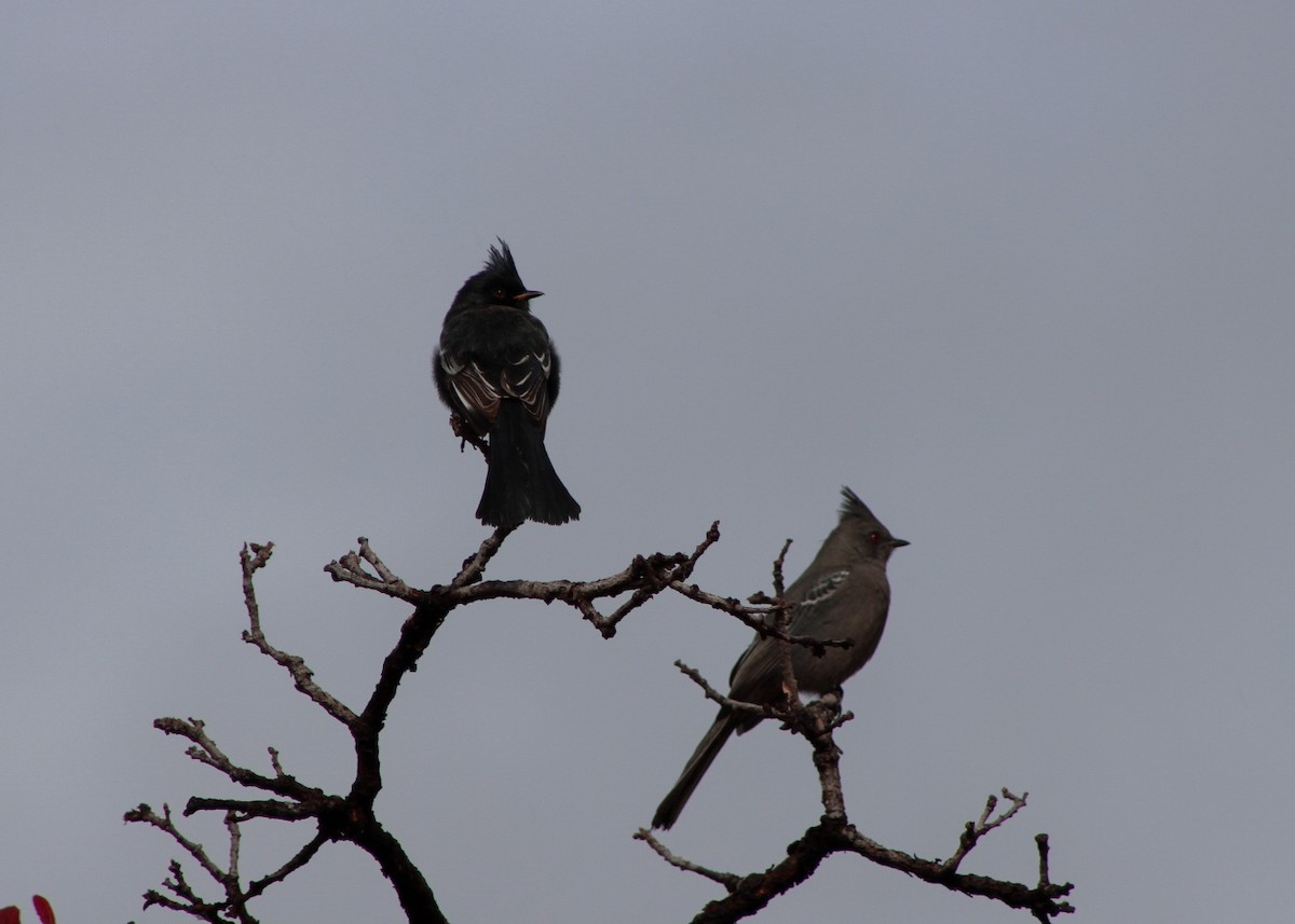 Phainopepla - ML646561181