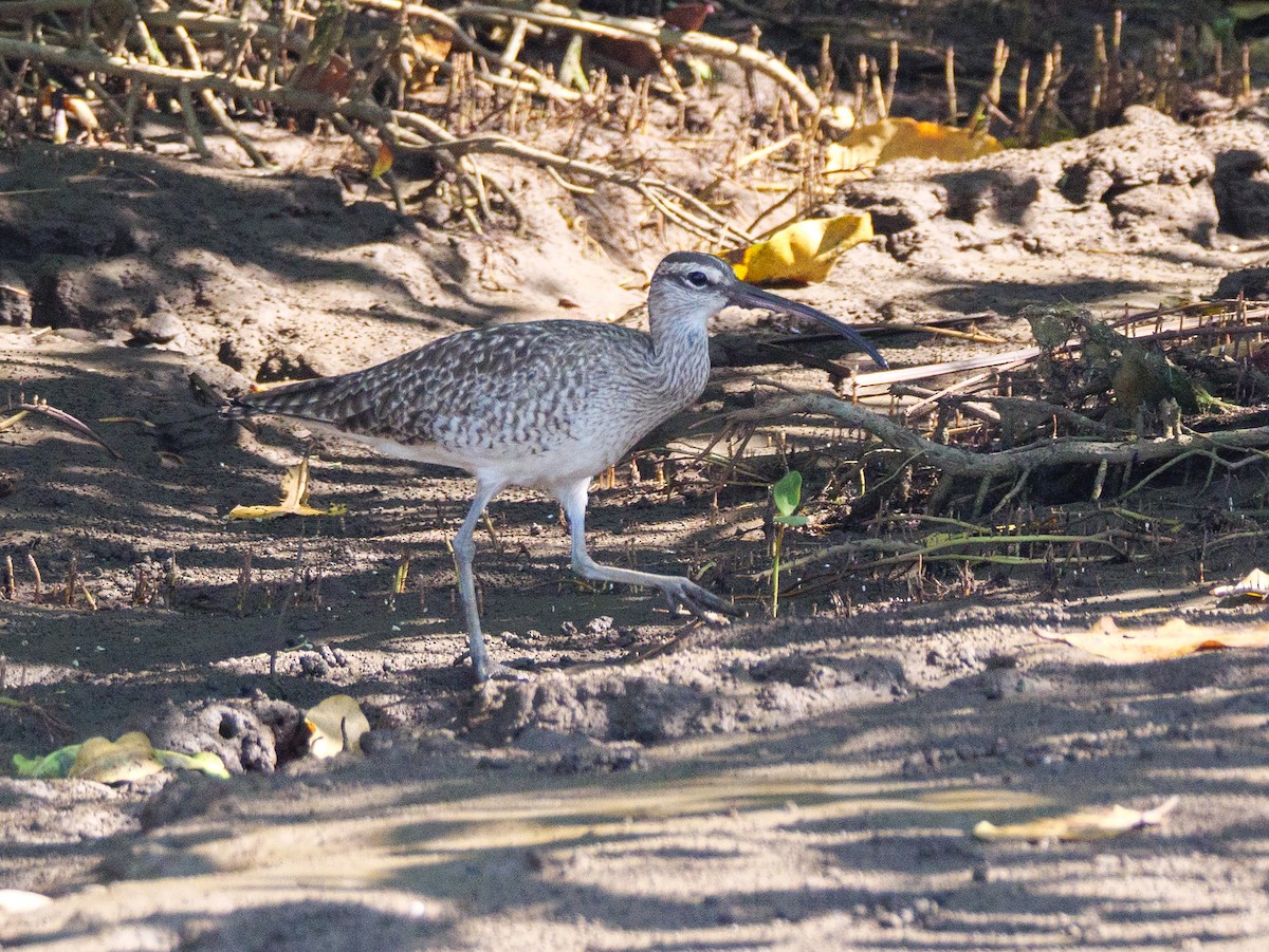 חרמשון אמריקאי - ML646561182