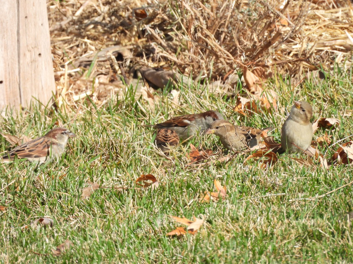 Haussperling - ML646561186