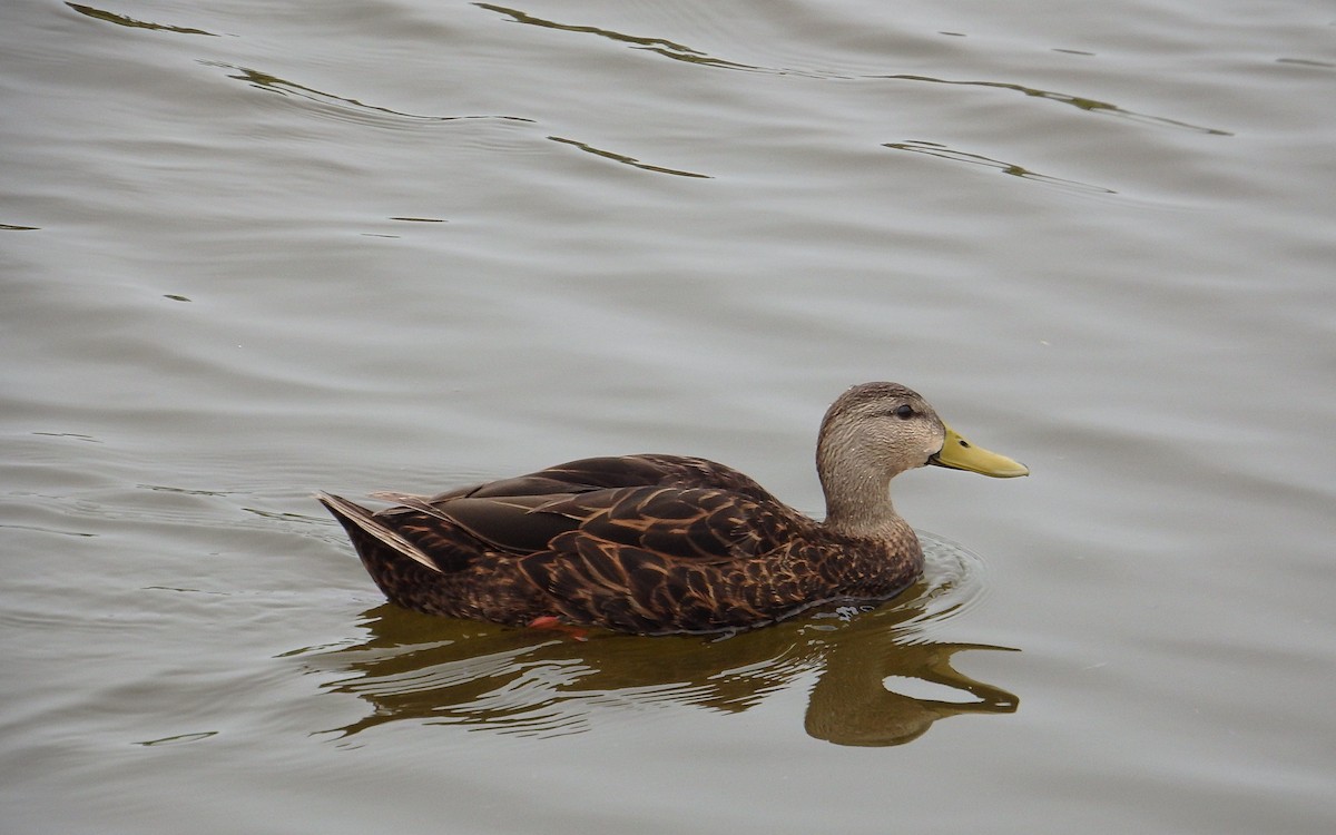 Mottled Duck - ML646561188