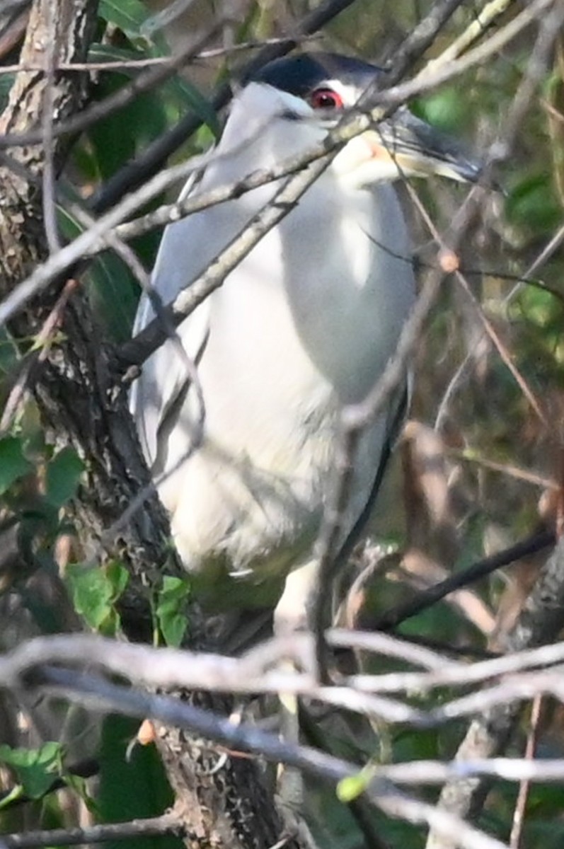 Кваква - ML646561192