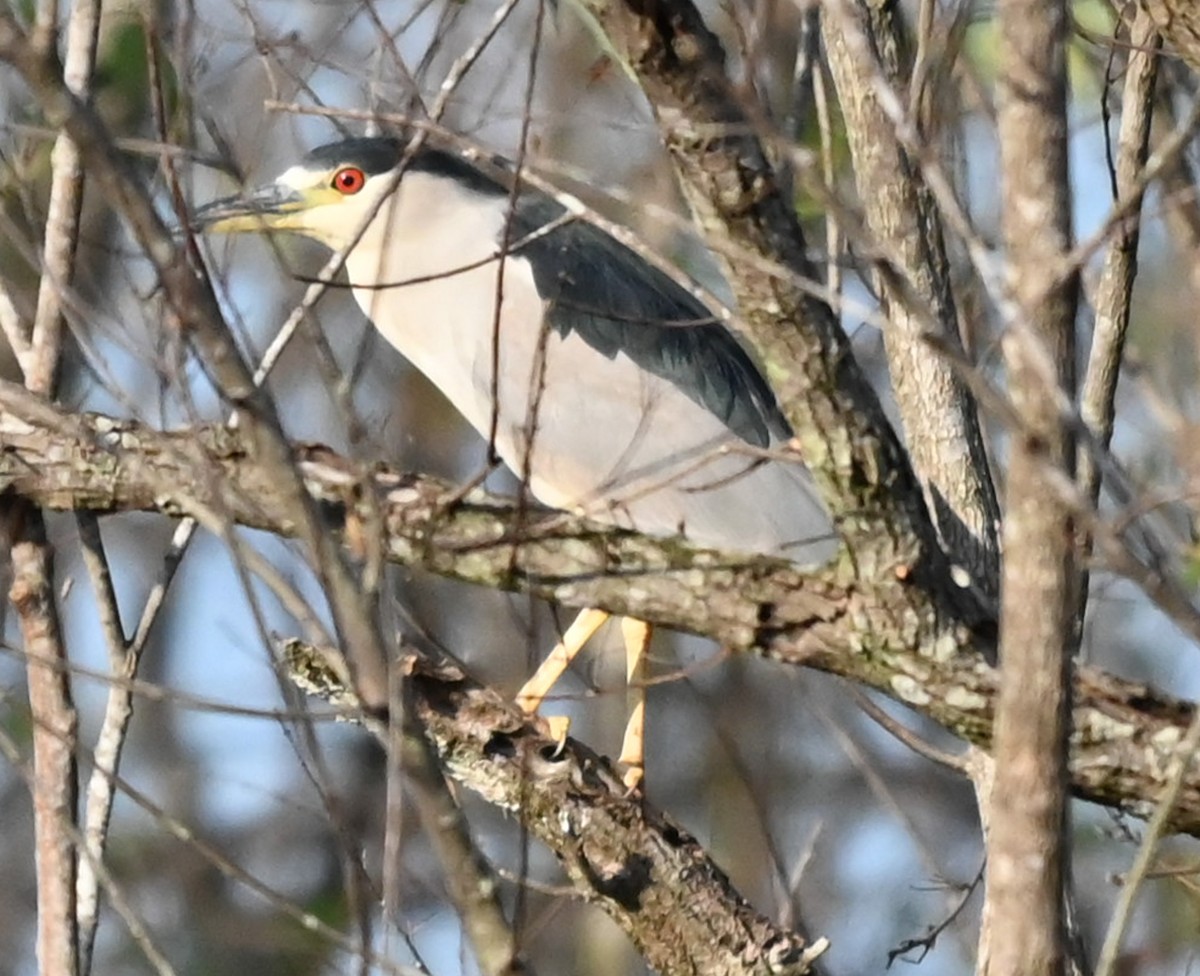 Кваква - ML646561193