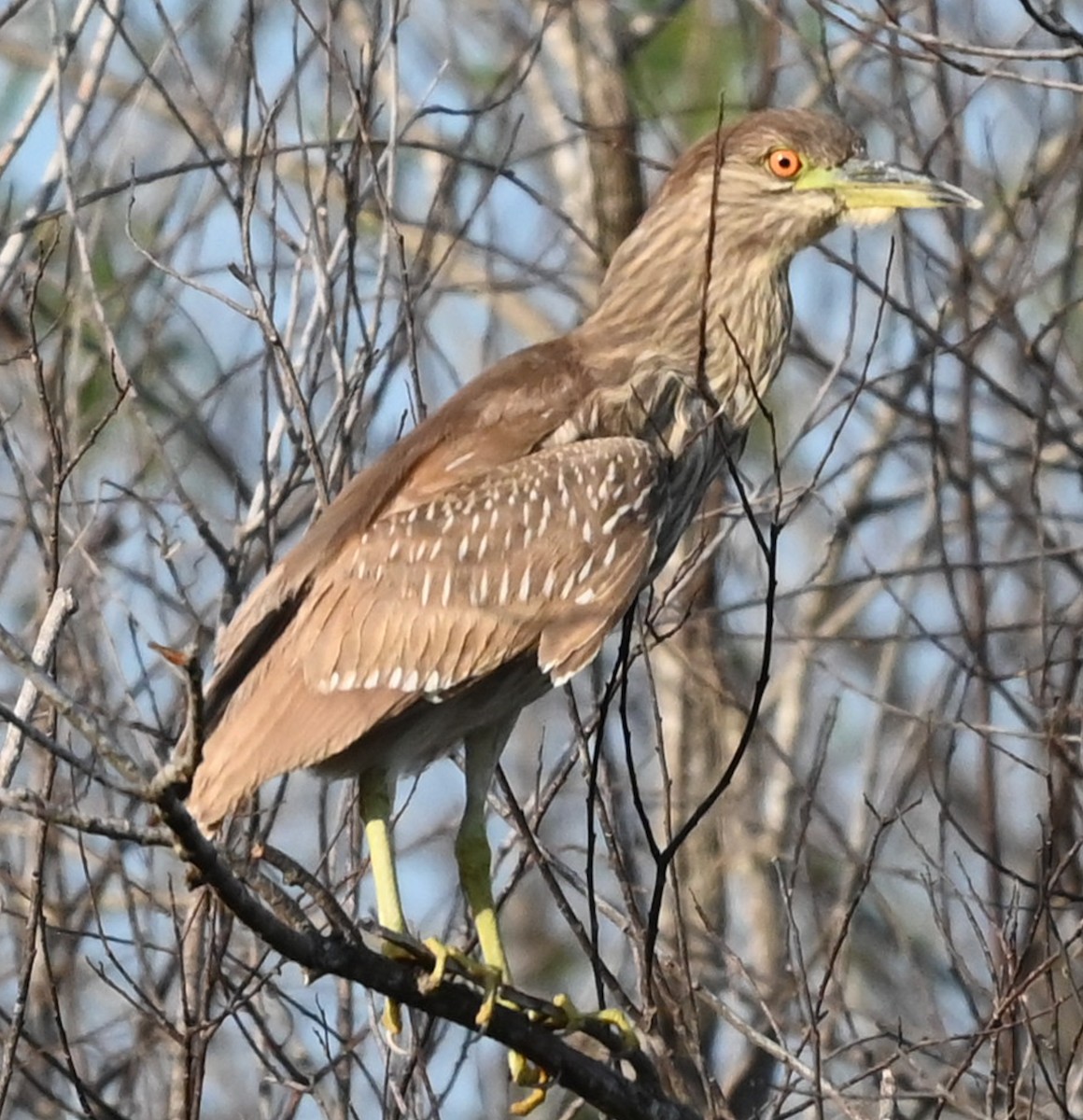 Кваква - ML646561194