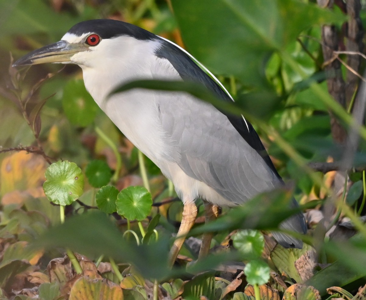 Кваква - ML646561195