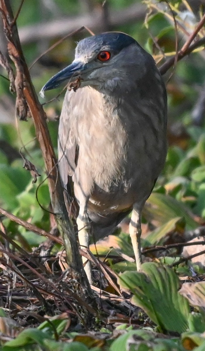 Кваква - ML646561196