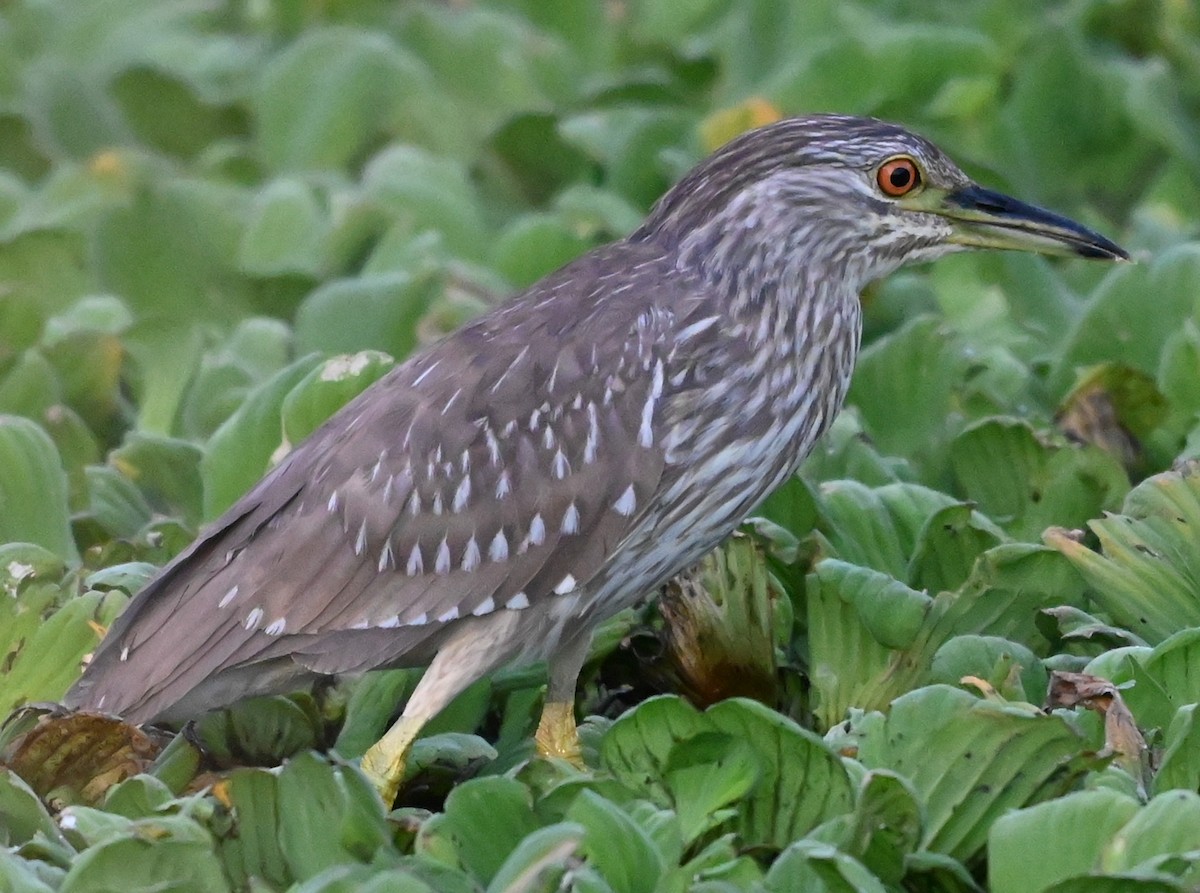 Кваква - ML646561197