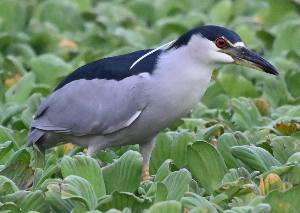 Кваква - ML646561198