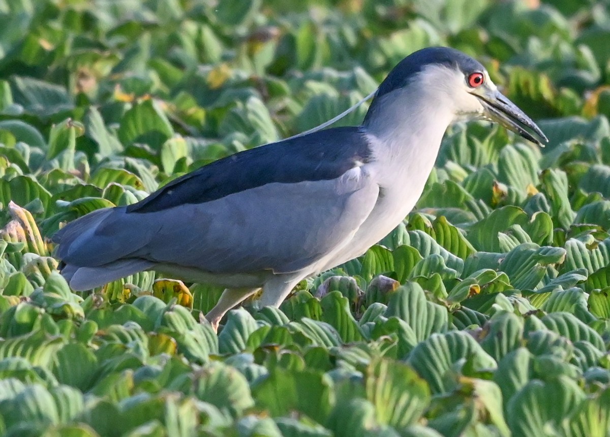 Кваква - ML646561199