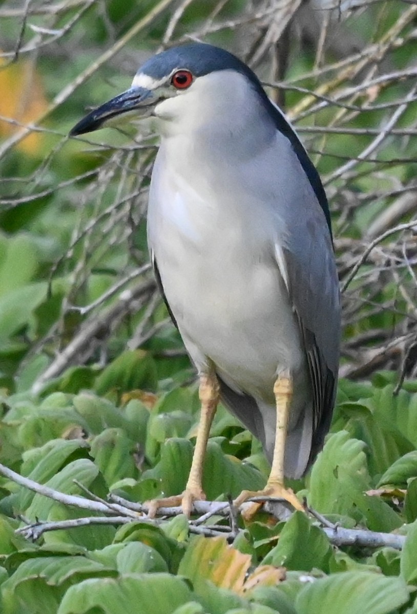 Кваква - ML646561200