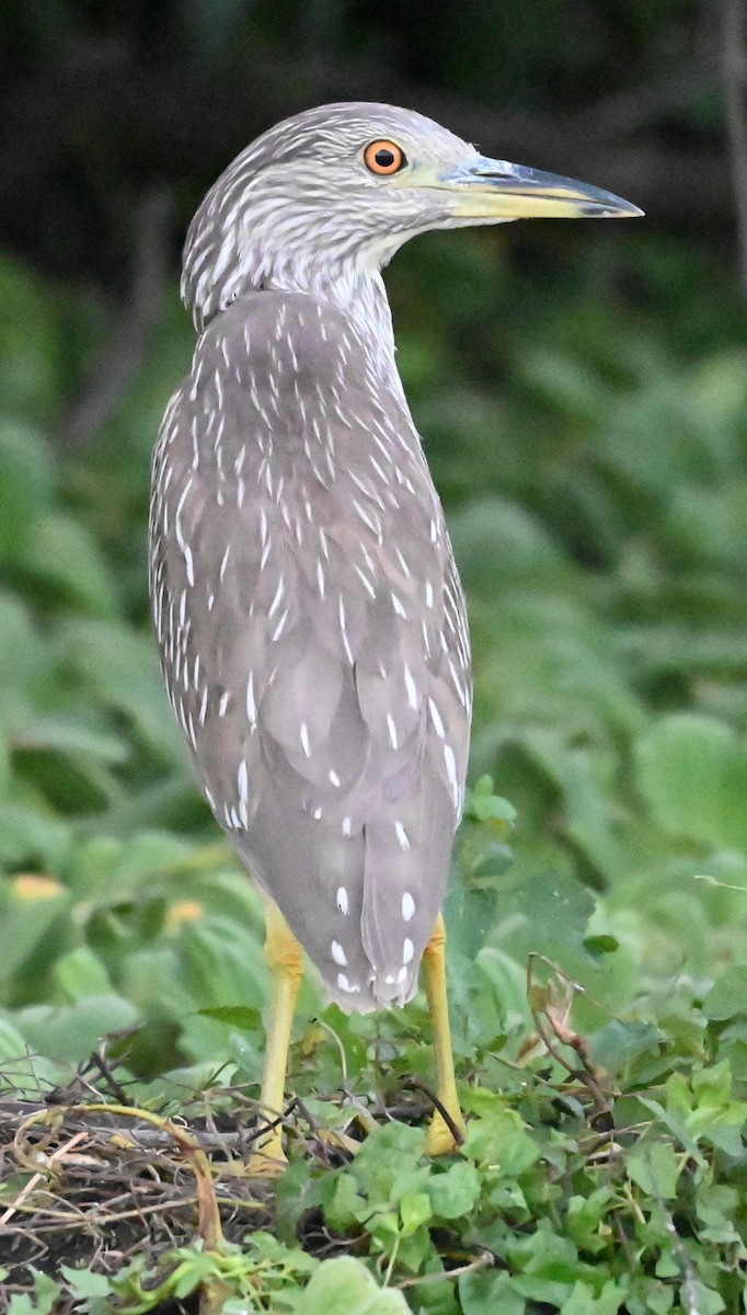 Кваква - ML646561202