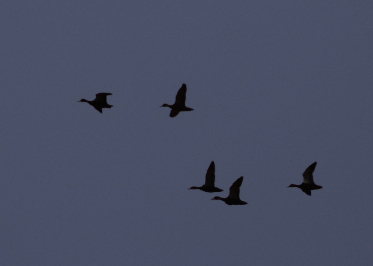 House Finch - ML646561204