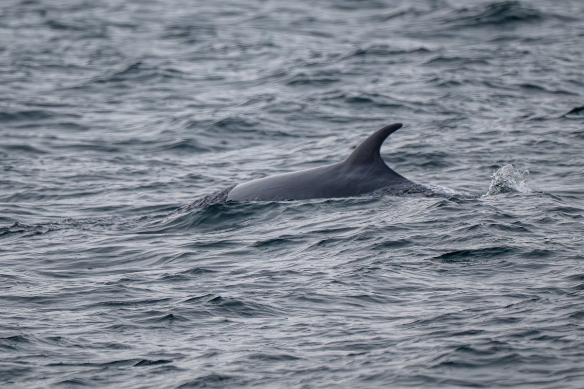 Zwergwal - ML646561205