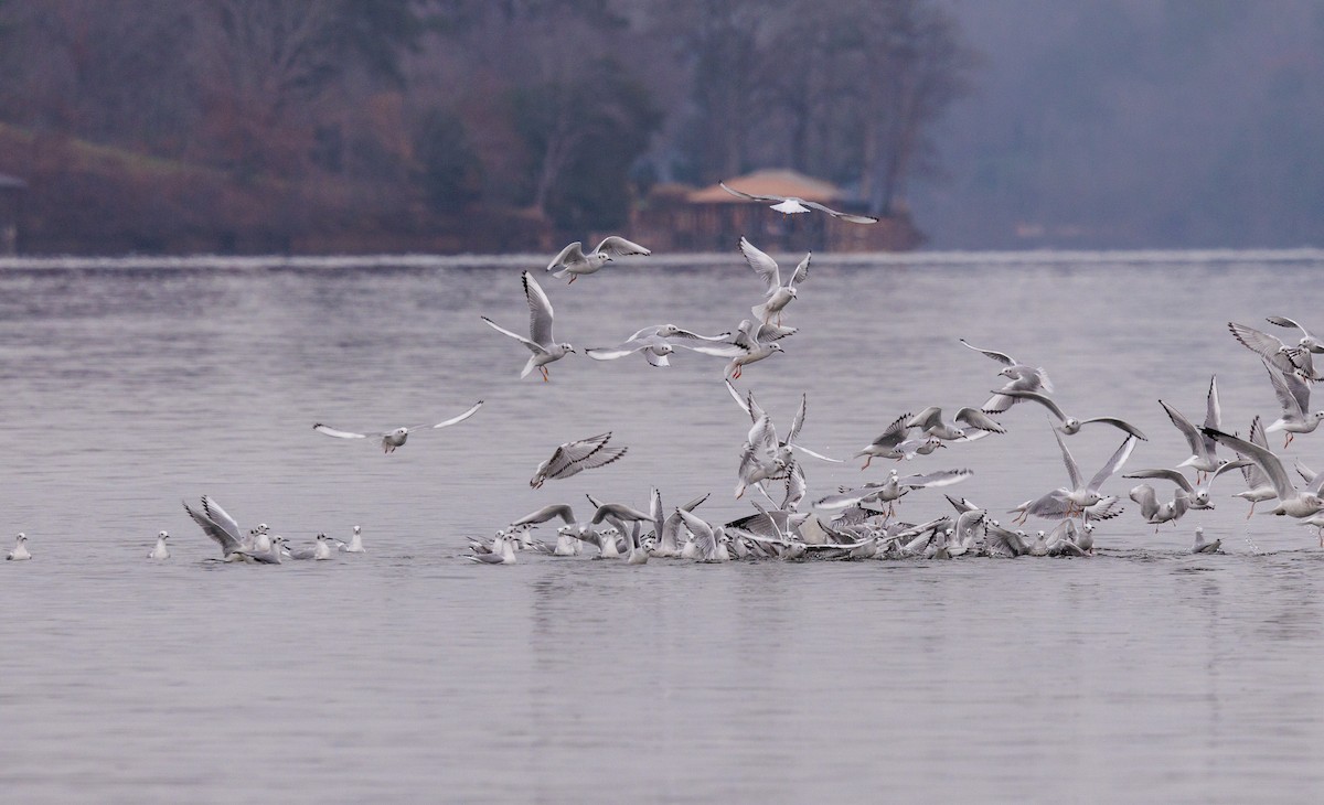 racek Bonapartův - ML646561206