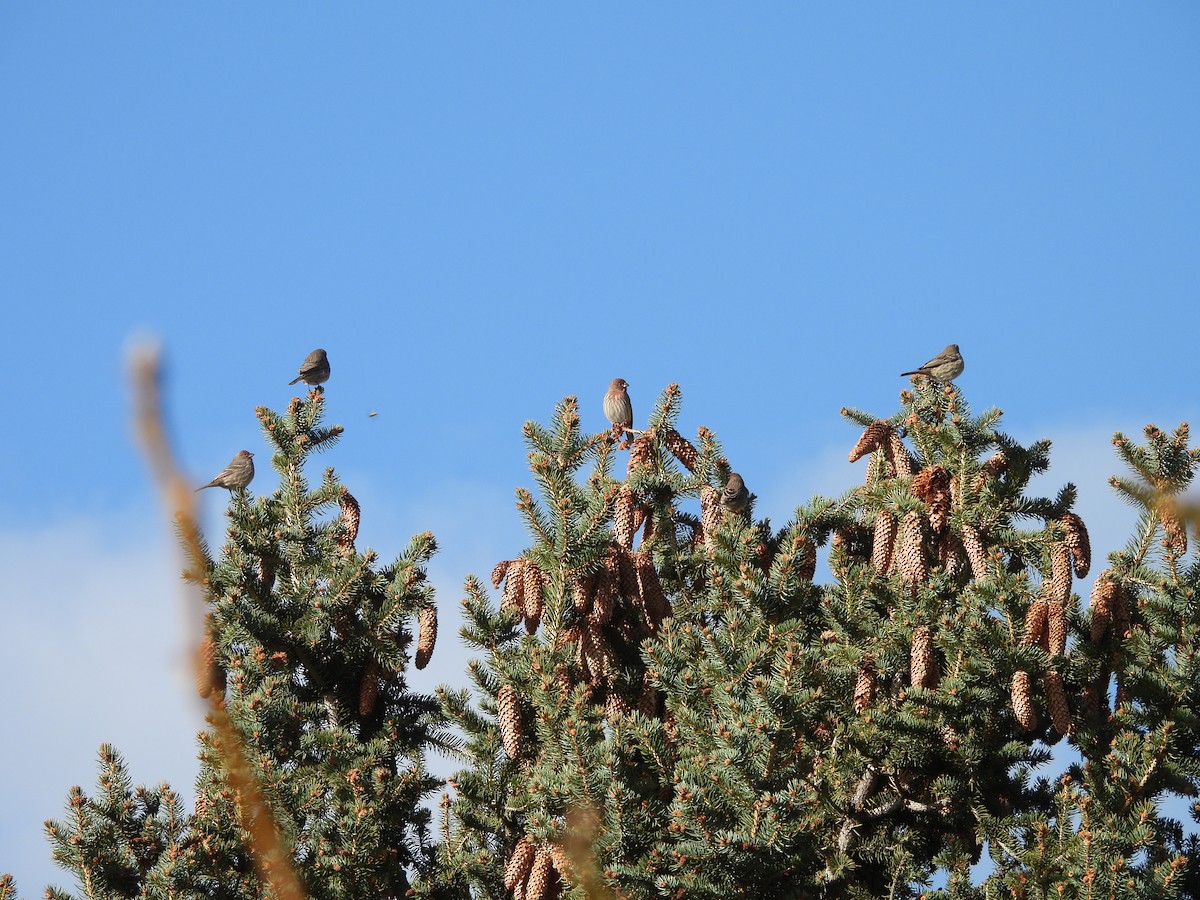 Hausgimpel - ML646561207