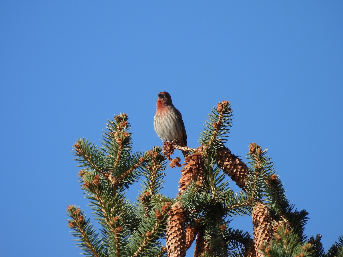 Hausgimpel - ML646561208