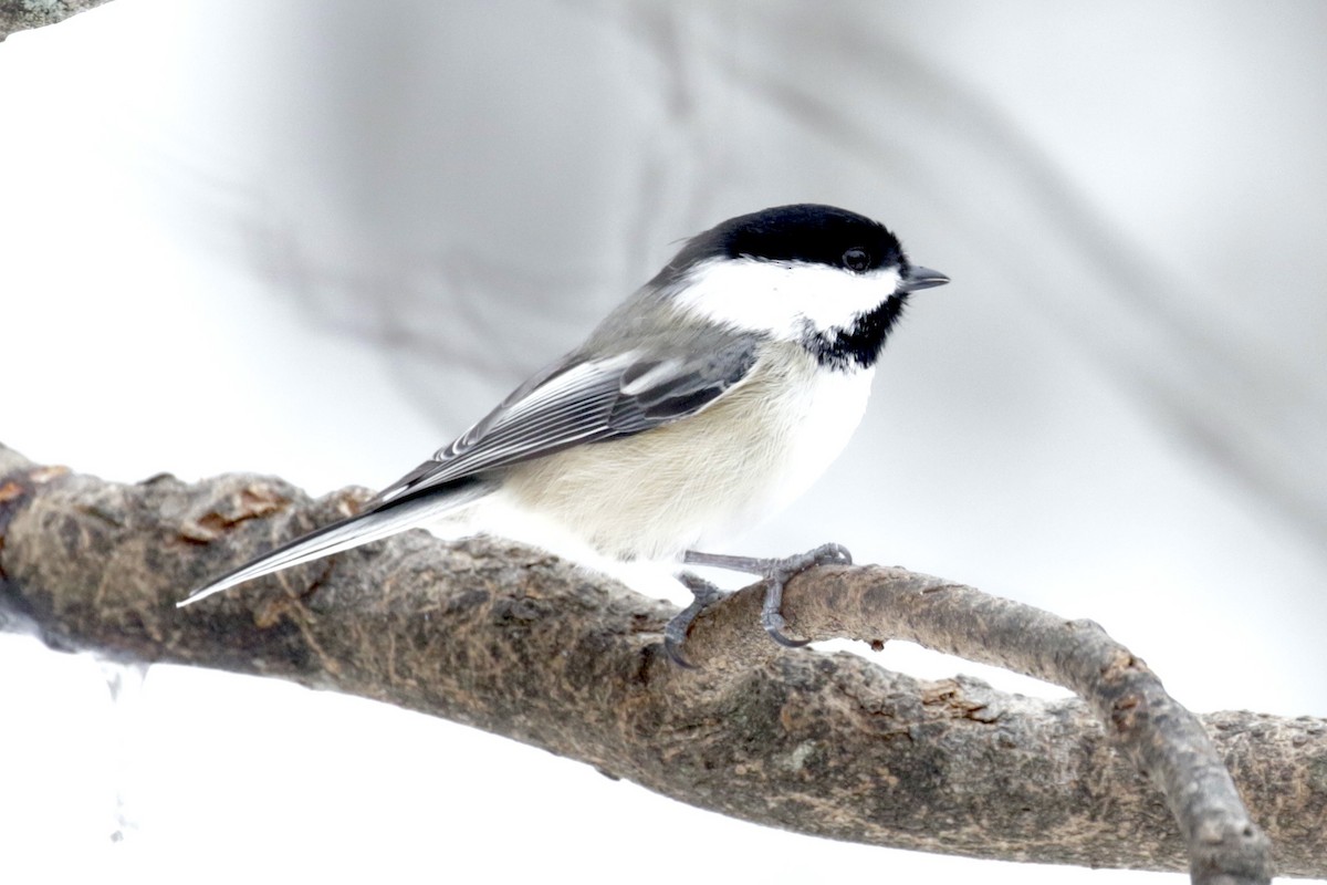 Black-capped Chickadee - ML646561216