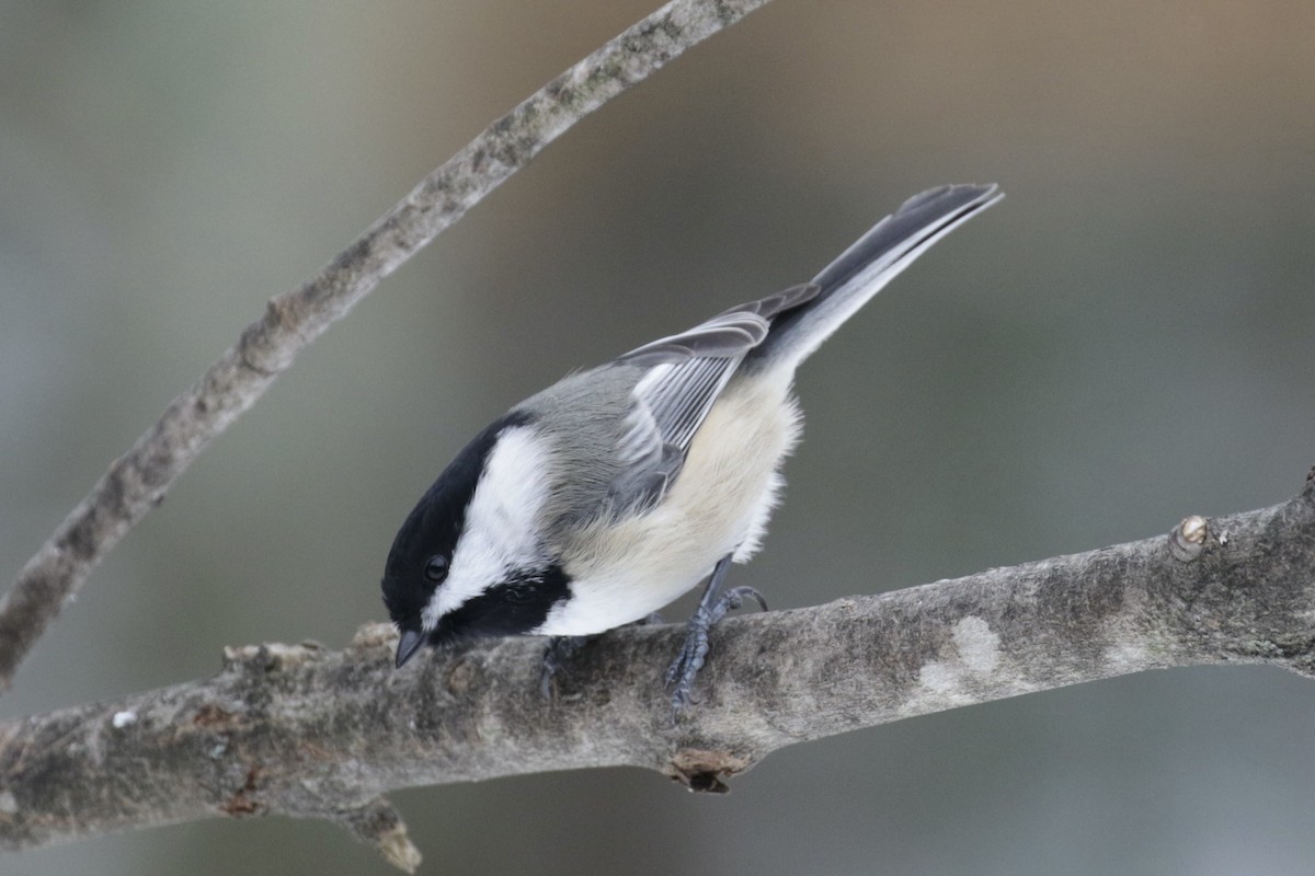 Black-capped Chickadee - ML646561217