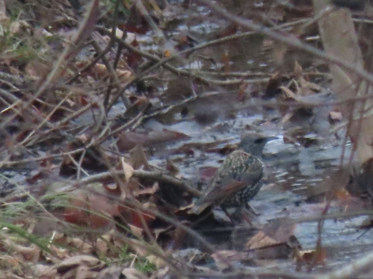 Storno - ML646561220