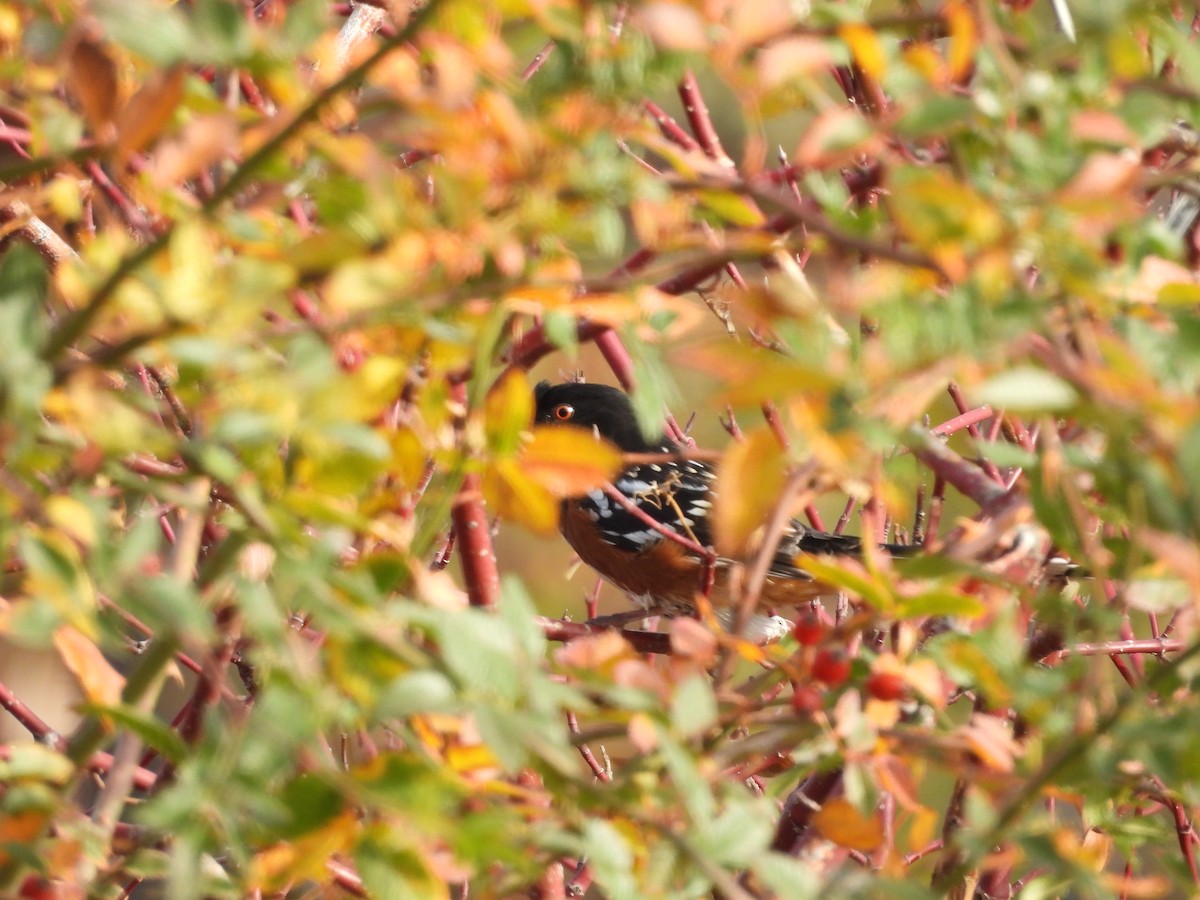 Fleckengrundammer - ML646561221