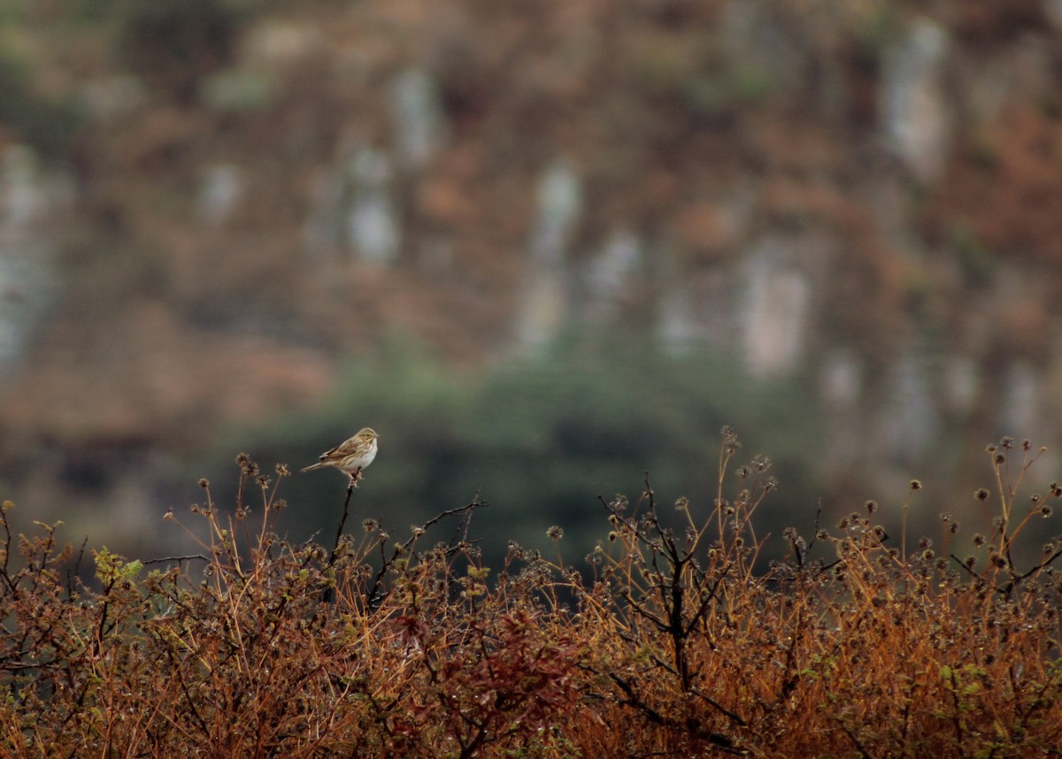 Savannah Sparrow - ML646561223