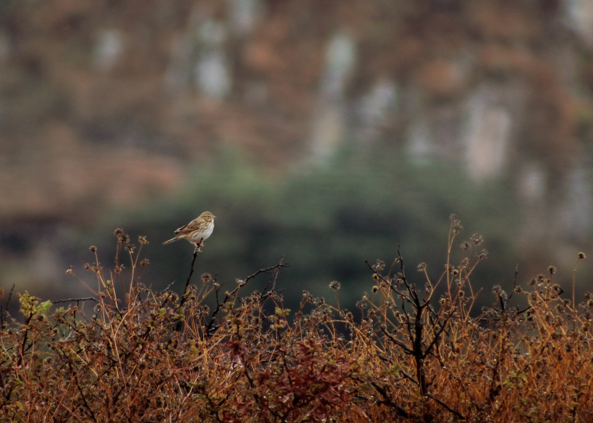 Savannah Sparrow - ML646561224