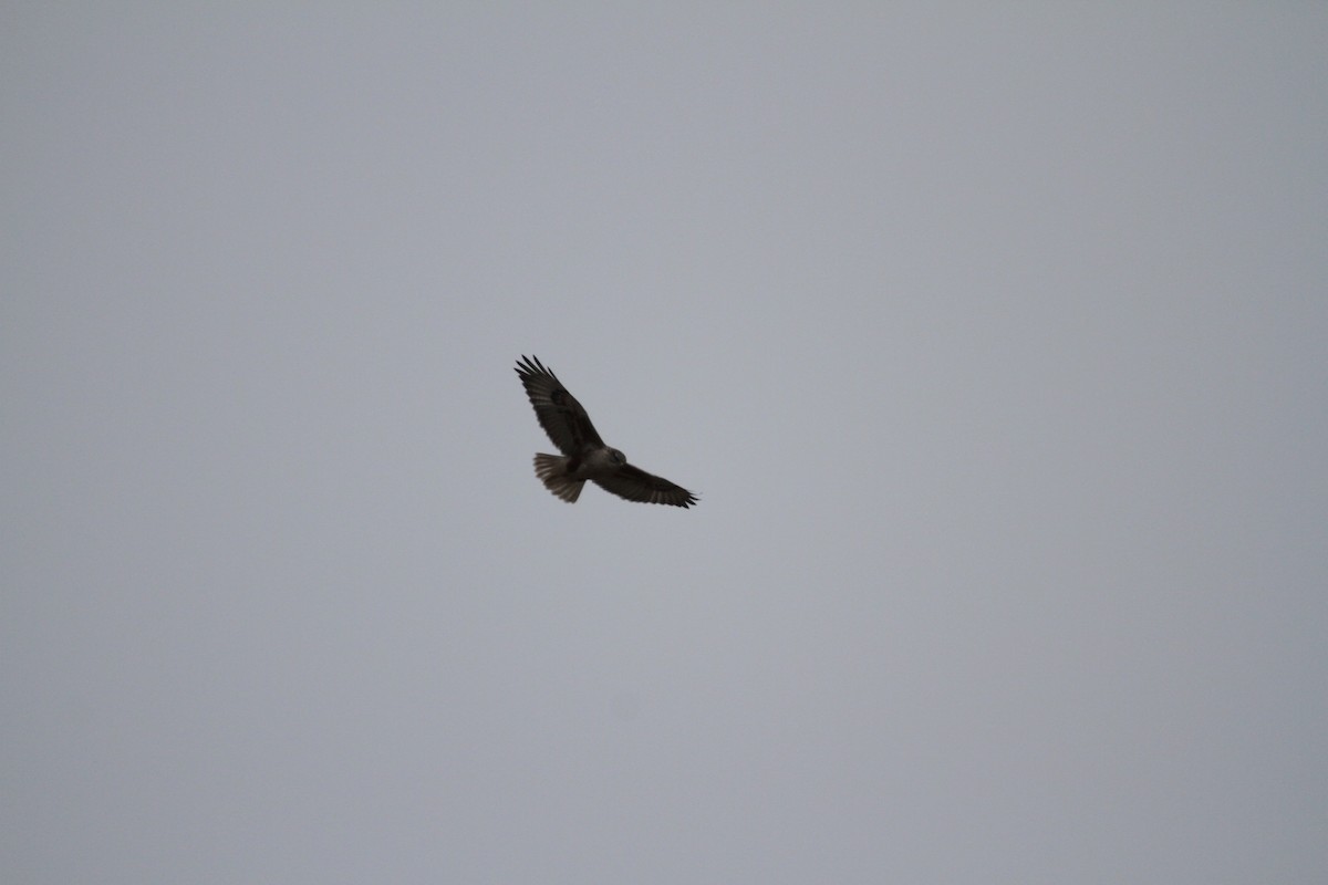 Busardo Herrumbroso - ML646561228