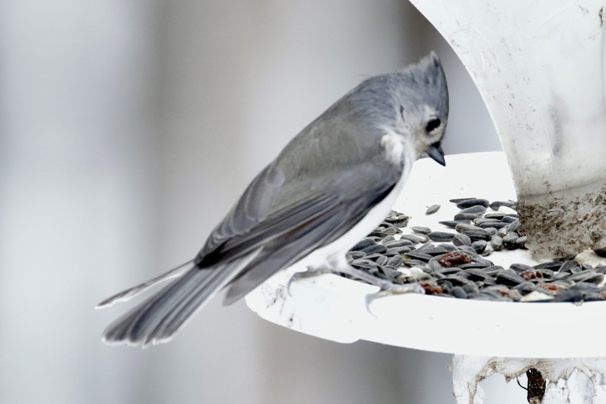 Американская гренадерка - ML646561229