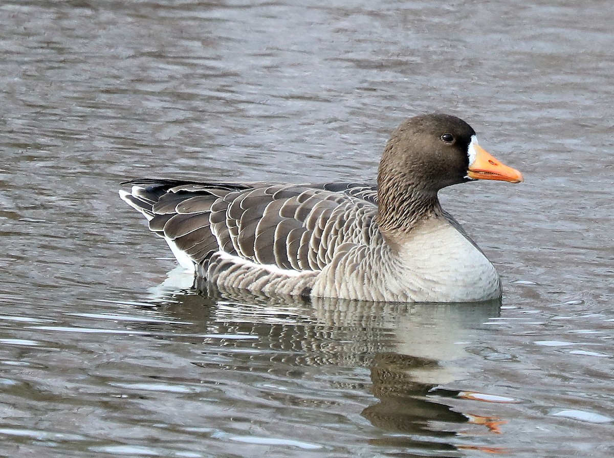 Greater White-fronted Goose - ML646561230