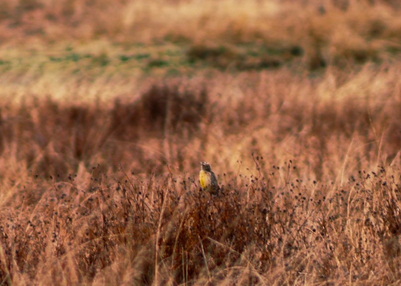 Chihuahuan Meadowlark - ML646561233