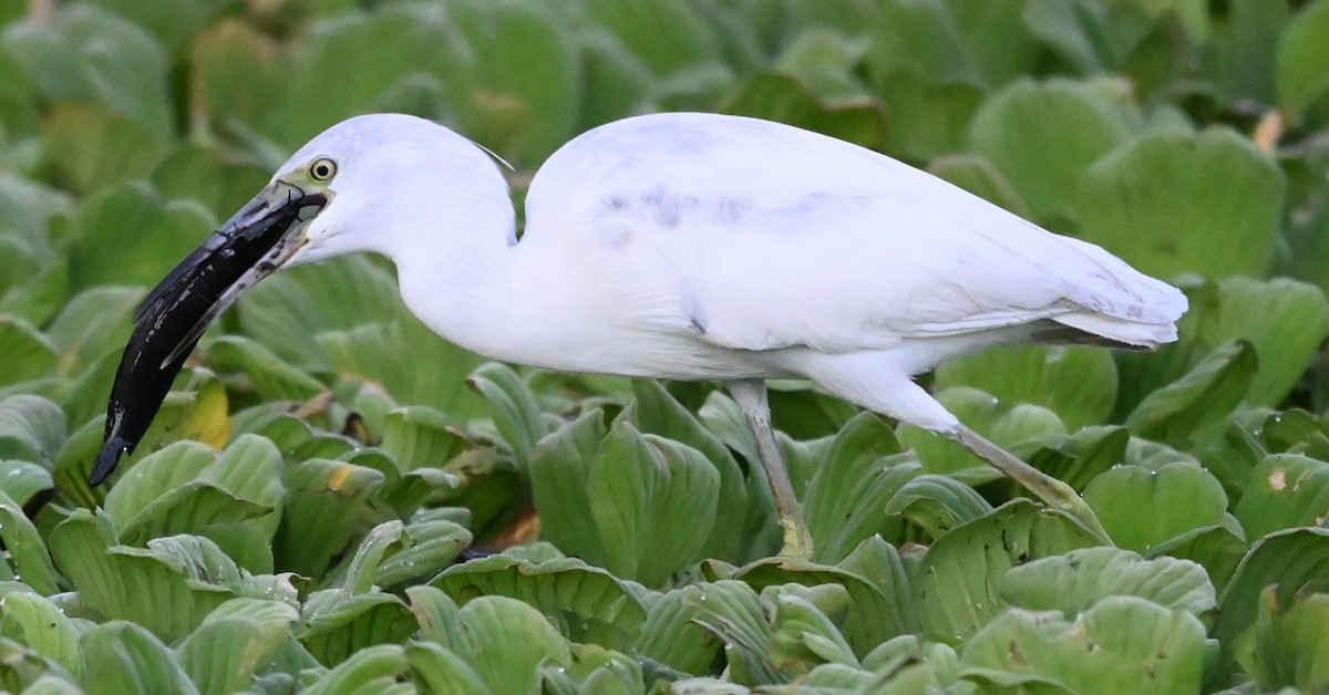 Малая голубая цапля - ML646561234