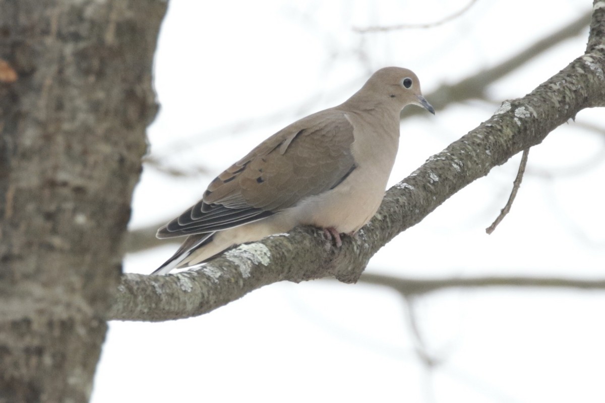 Tourterelle triste - ML646561235