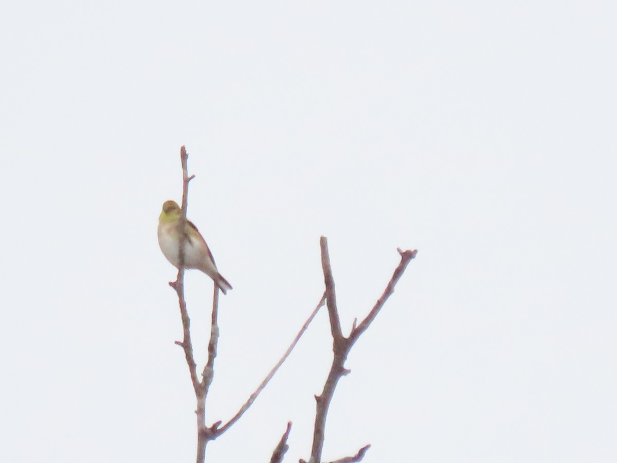 American Goldfinch - ML646561236