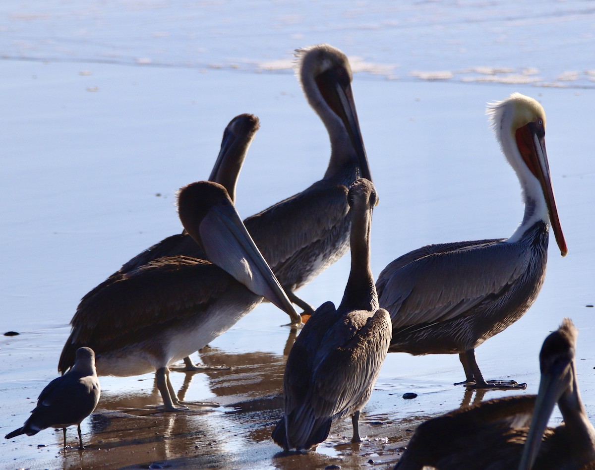 Brown Pelican - ML646561240