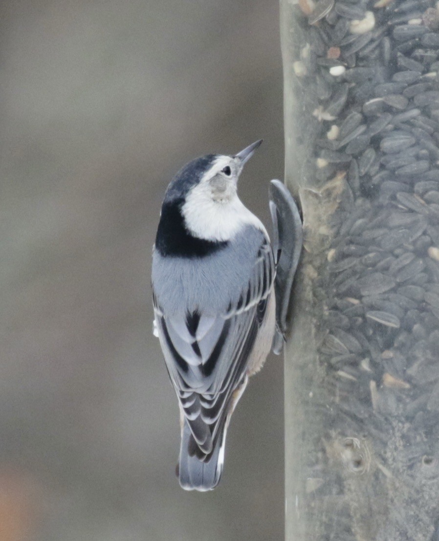 Sittelle à poitrine blanche - ML646561241