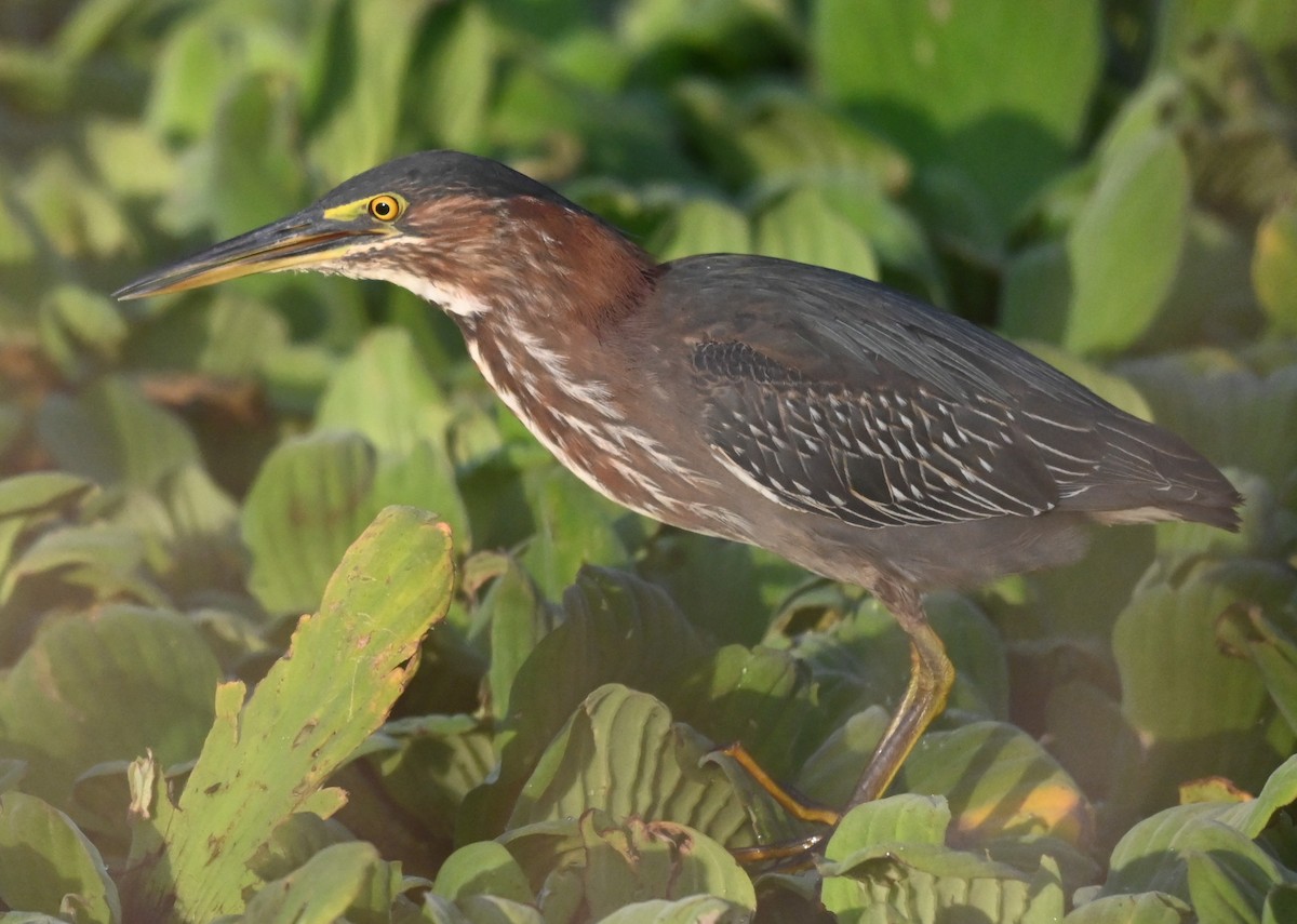 Зеленоспинная цапля - ML646561248