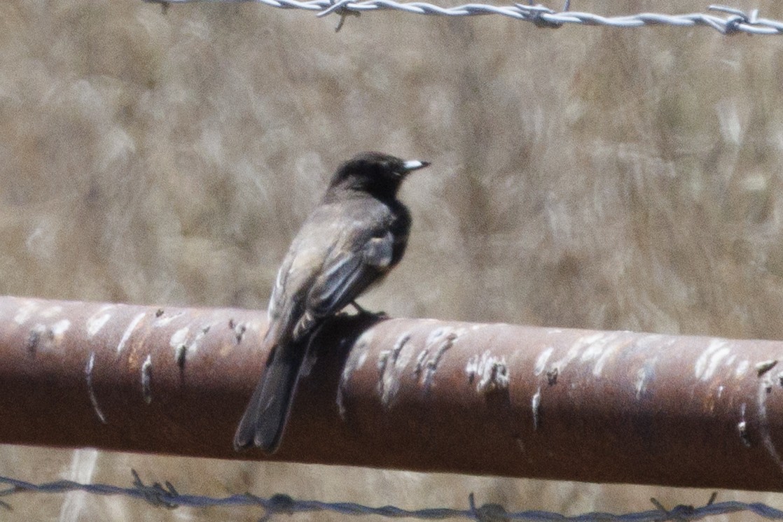 Black Phoebe - ML646561249