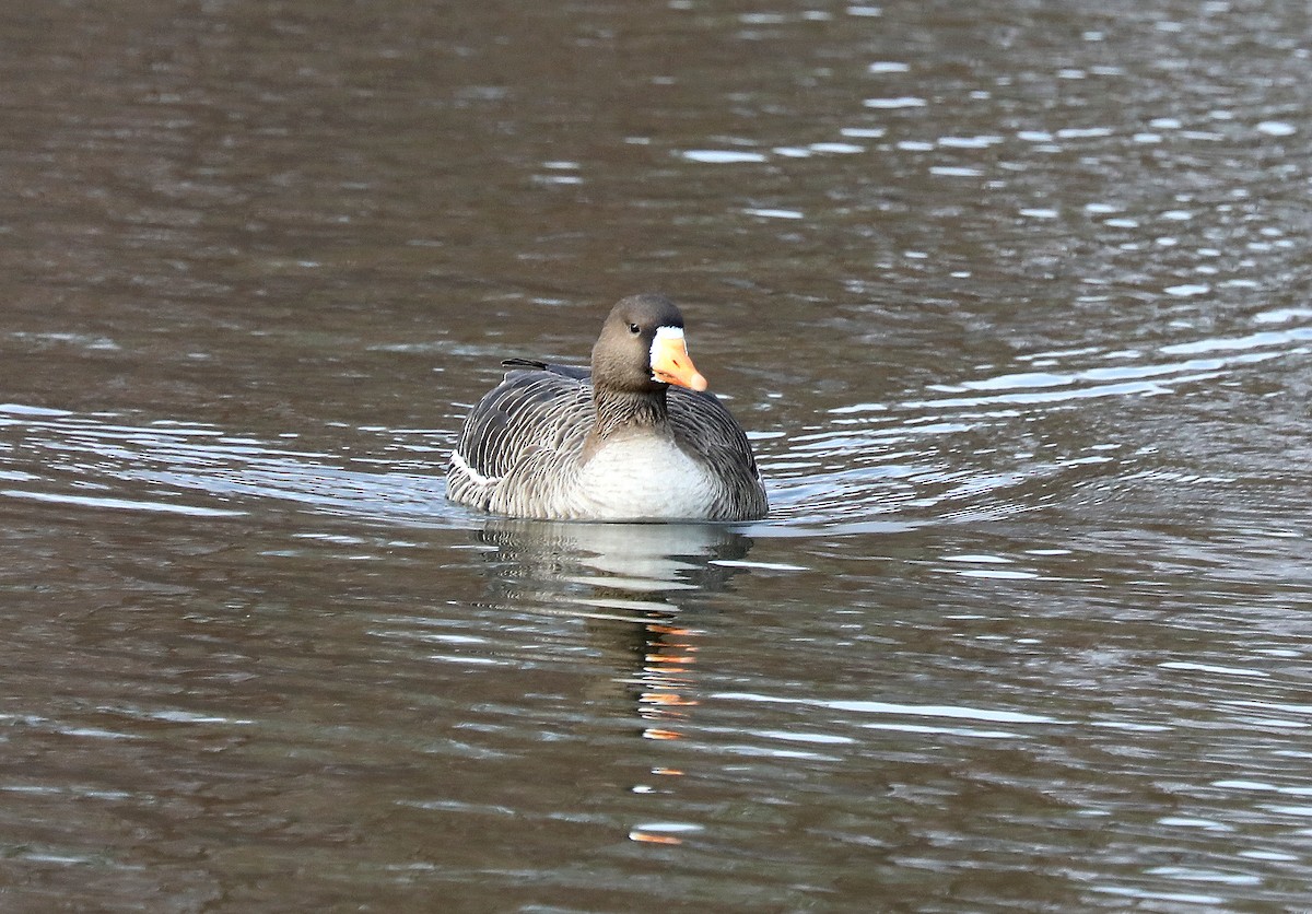 Greater White-fronted Goose - ML646561250