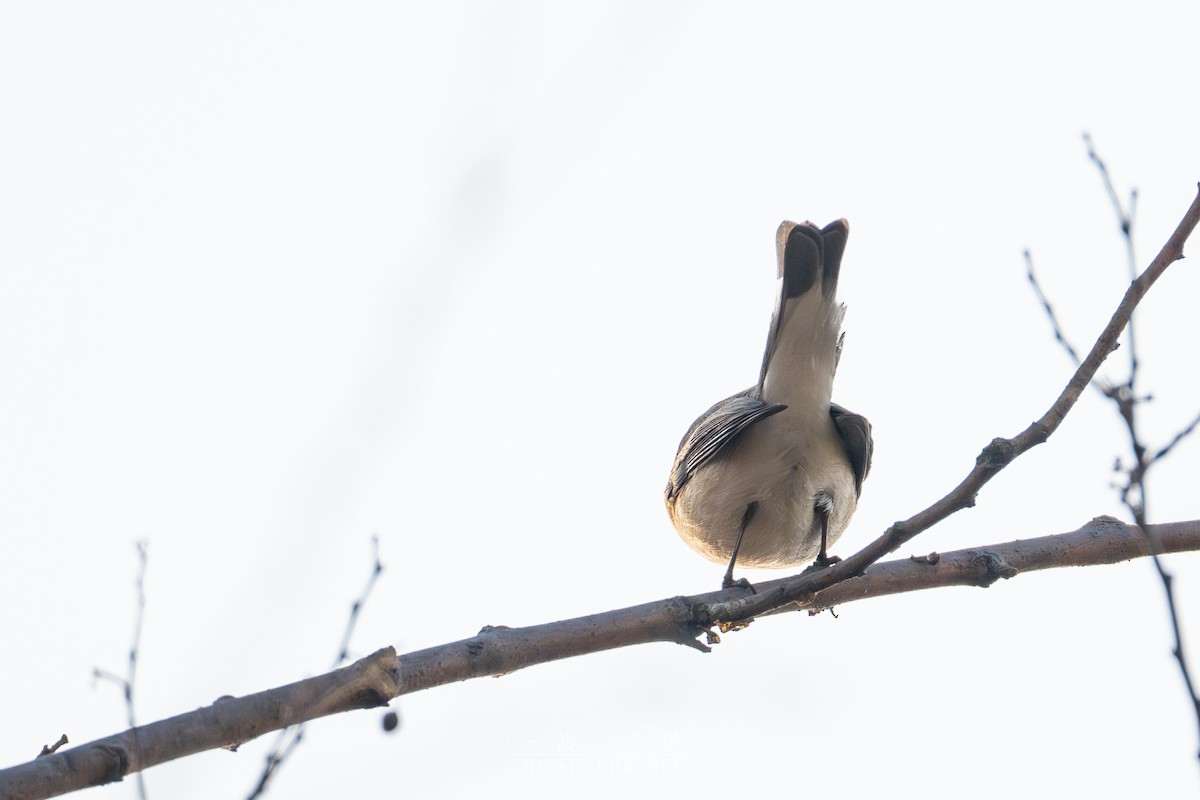 dvergfluesnapper - ML646561251