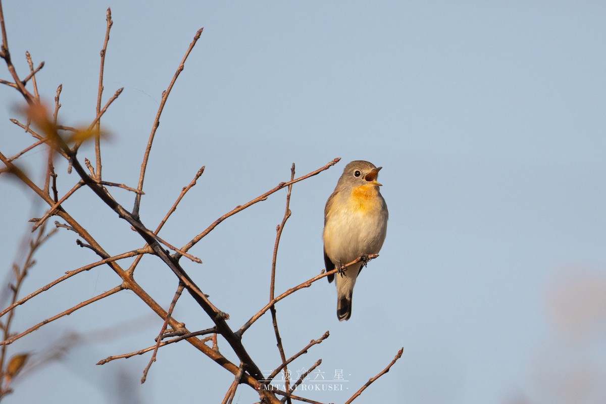 dvergfluesnapper - ML646561252