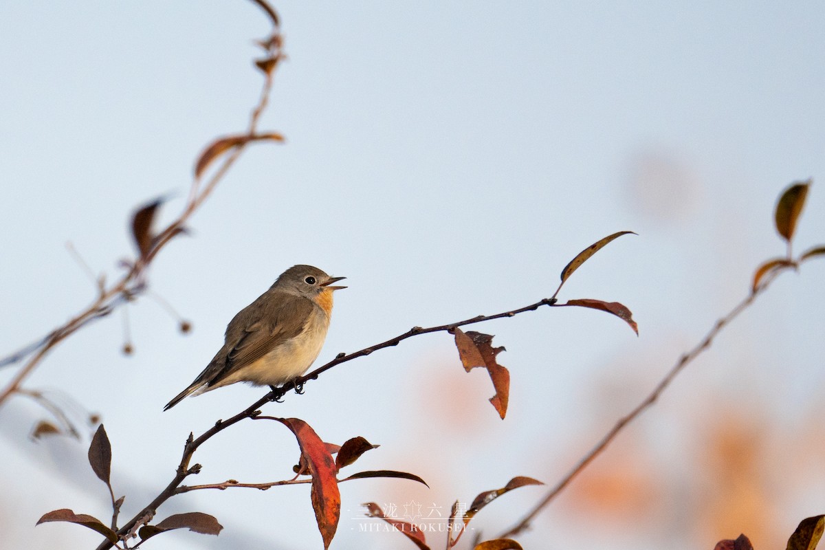 dvergfluesnapper - ML646561253