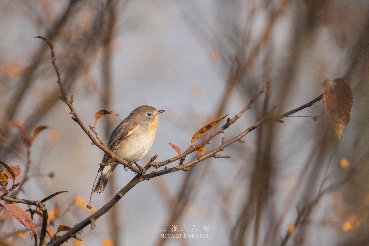 dvergfluesnapper - ML646561254