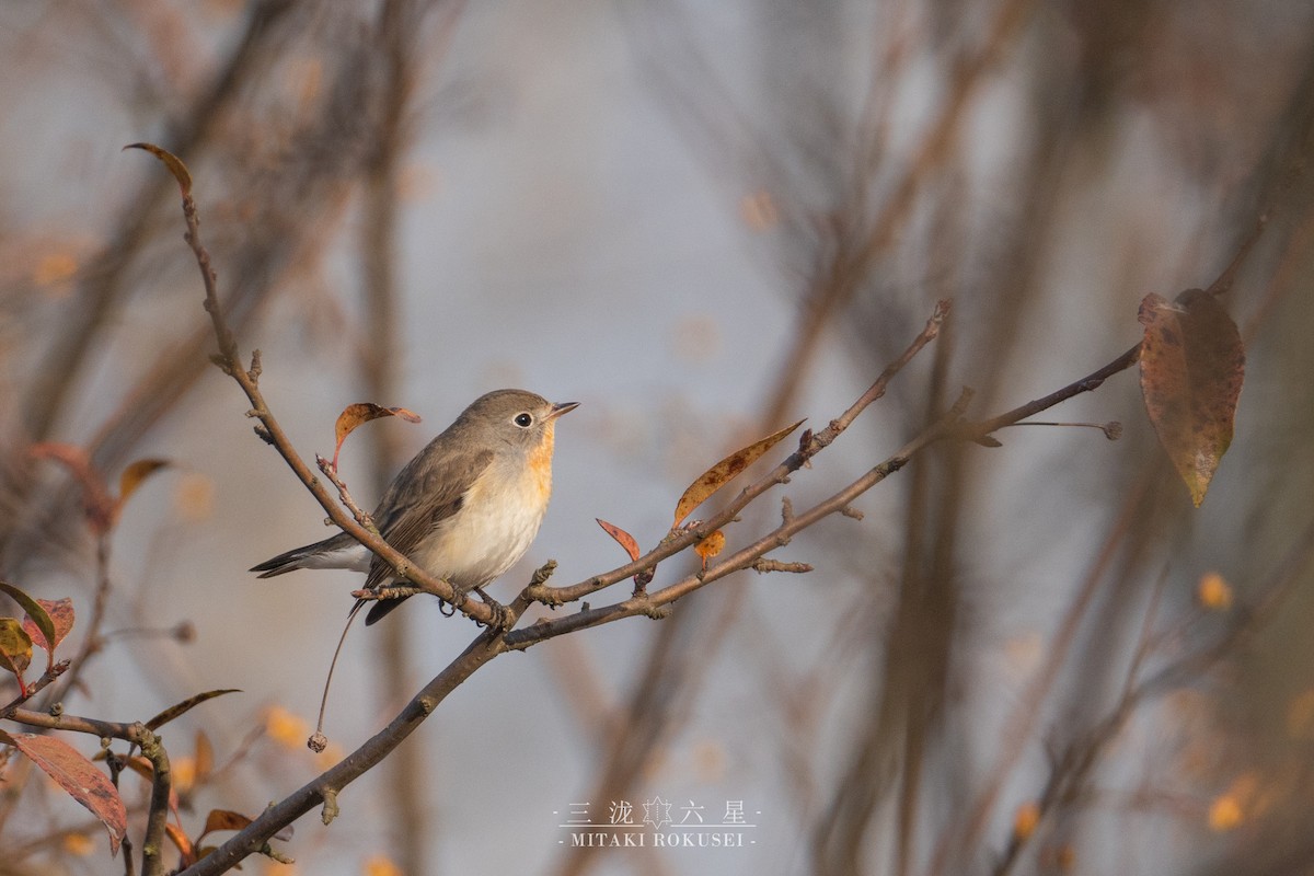 dvergfluesnapper - ML646561255