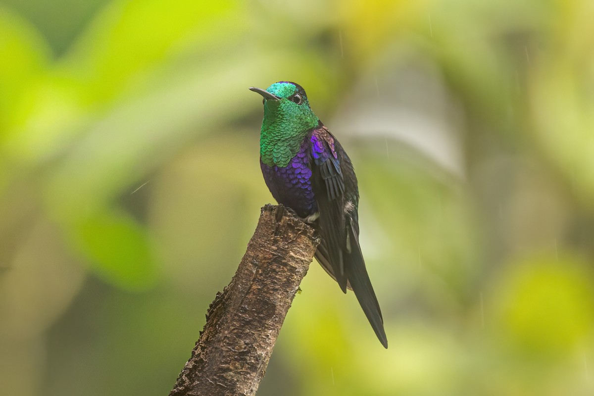 kolibřík vidloocasý - ML646561256