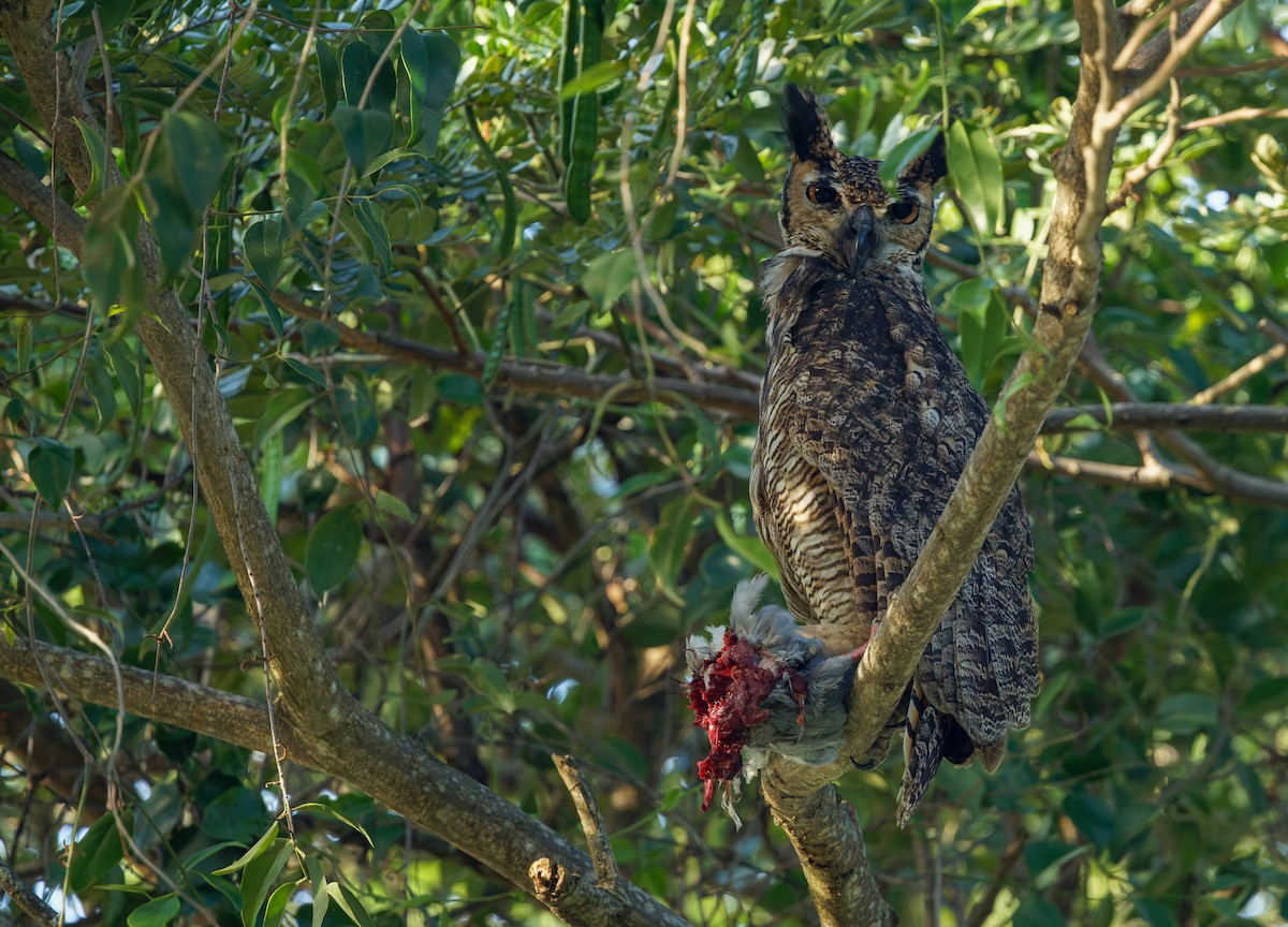 Grand-duc d'Amérique - ML646561257